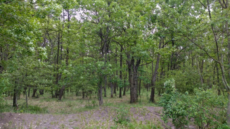 PADURE 24.6 Ha - Autostrada A1 ( Bucuresti - Pitesti ) 