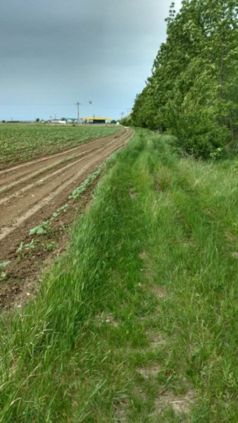 PADURE 24.6 Ha - Autostrada A1 ( Bucuresti - Pitesti ) 